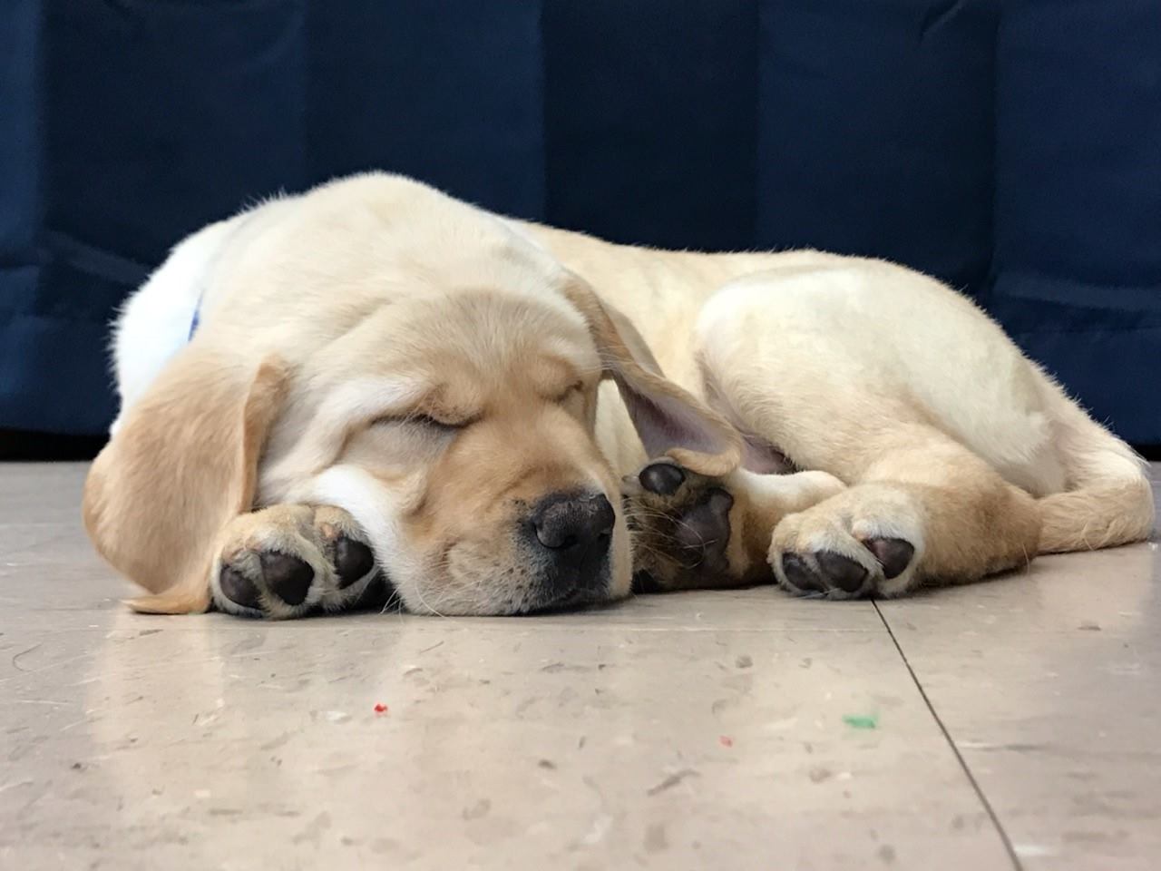 sleepy aspen